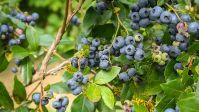 2000+ mature blueberries.