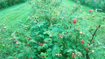 1.5 acres of raspberries. 