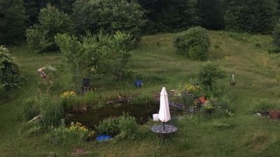 Amphibian breeding pond