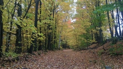 Gorgeous forest, more than 100 acres of sugar maples