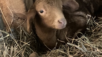 Barn and pastures ideal for small livestock