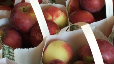 Apples in abundance