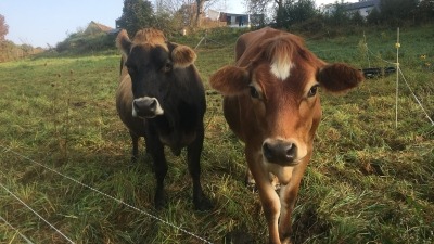 We have 2-4 milk and or meat cows