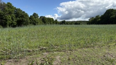 Recently manured and seeded corn land 