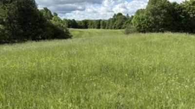 Hay land--seeded one year ago