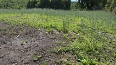 New seeding adjacent to manure storage site