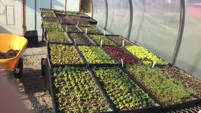 Stating seeds in the greenhouse 