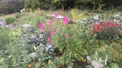 One of the no till gardens, yurt on background