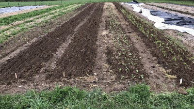 Garden beds