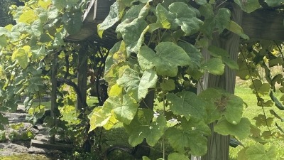 Grapes