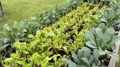 Raised beds