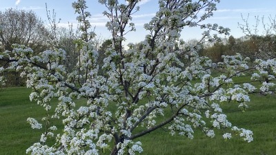 Fruit trees