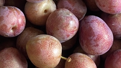 Santa Rosa Plums