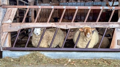 Sheep in one of the barns