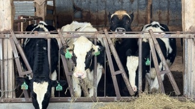 Boarded dairy cows