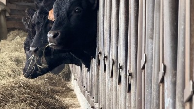 Organic beef