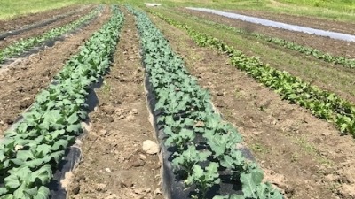 New Leaf CSA