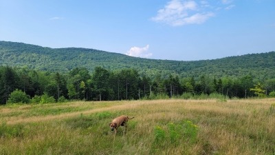 Field