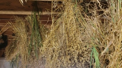 Oats