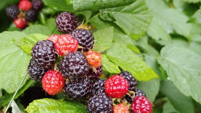 Black raspberries, one of many fruit varieties in small quantities
