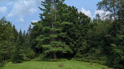 Side Pasture ~2 acres