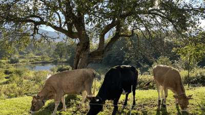 Cows under apples