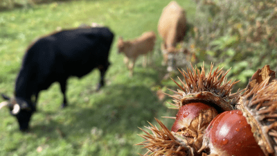 Cows graze chestnut hedgerows