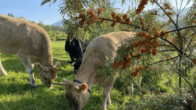 Cows in seaberry
