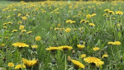 Wild Flowers