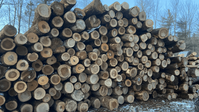 photo of a ashe forest harvest last winter