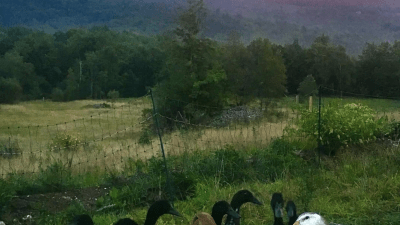 Ducks in the chestnut orchard
