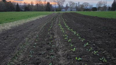 Vegetable Field planted in the back