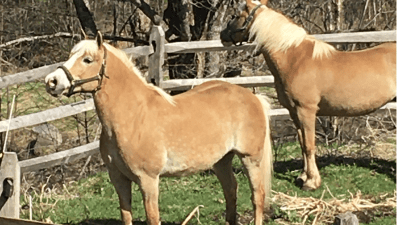 haflingers 