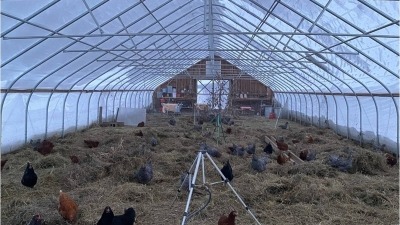 Chicken hoophouse