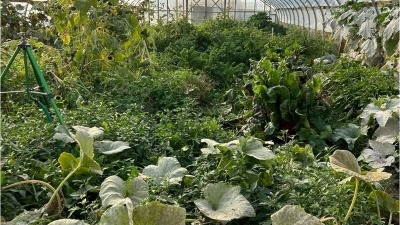 Vegetable hoophouse!