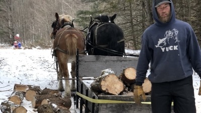 Harry logging