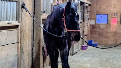 Moose waiting for dinner