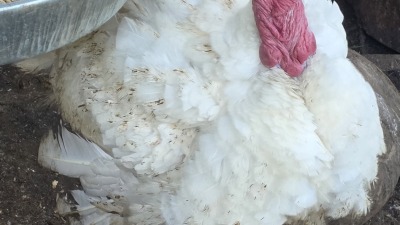 Turkeys 10 weeks old 2026