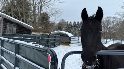 MFT 16 yrs Gelding Sound w/o Vices