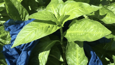 Persicaria tinctoria (Japanese Indigo) grown by Graham & Fresh Leaf Indigo Dyed Silk