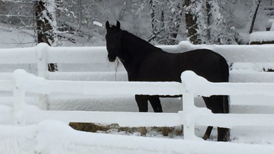 Missouri Fox Trotter