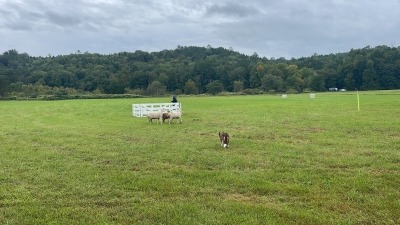 Bella working sheep at the pen