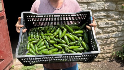 Jalapeño harvest