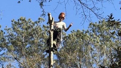 Tree Monkey 