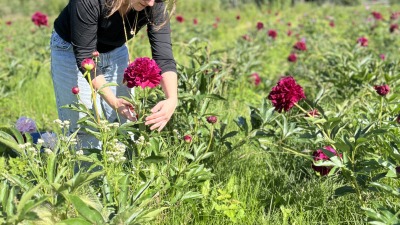 Harvesting peonies at a local peony farm
