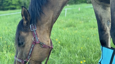 our horses grazing 