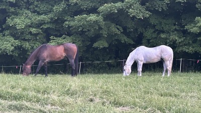 our horses grazing 