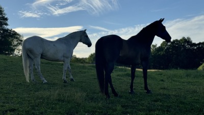 our horses out in pasture 