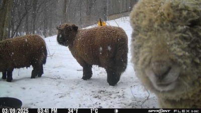 Three sheep making faces into a game camera