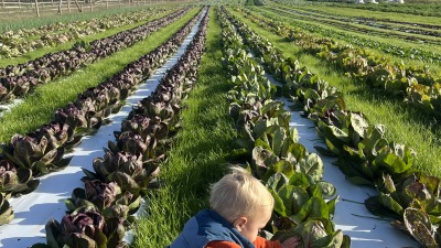 our boy inspecting fall radicchio